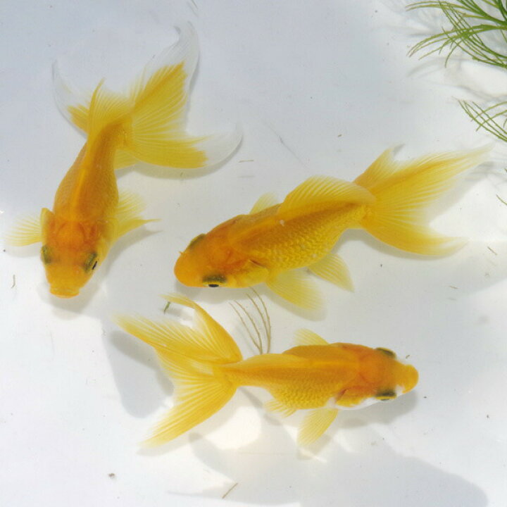 楽天市場 金魚 生体 数量限定 国産 琉金型キラキラ玉黄金 5cm前後 １匹 Bl 水槽 熱帯魚 観賞魚 飼育 生体 通販 販売 アクアリウム あくありうむ 小型 ネオス 楽天市場店