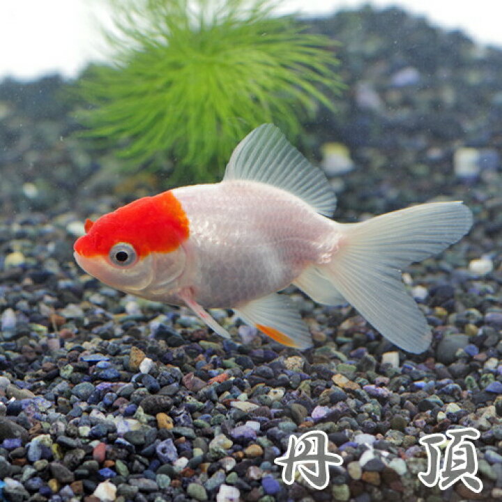 楽天市場 金魚 生体 丹頂 約5 7cm ３匹 水槽 熱帯魚 観賞魚 飼育 生体 通販 販売 アクアリウム あくありうむ 小型 再入荷 ネオス 楽天市場店