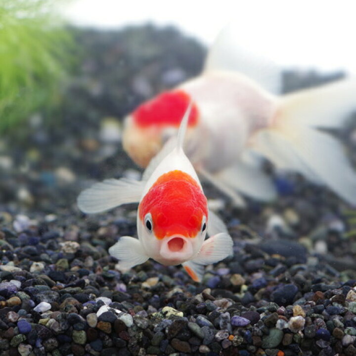 楽天市場 金魚 生体 丹頂 約5 7cm 3匹 水槽 熱帯魚 観賞魚 飼育 生体 通販 販売 アクアリウム あくありうむ 小型 再入荷 ネオス 楽天市場店 楽天市場 金魚 生体 丹頂 約5 7cm 3匹 水槽 熱帯魚 観賞魚 飼育 生体 通販 販売 アクアリウム あくありうむ 小型 再入荷 ネオス 楽天市場店