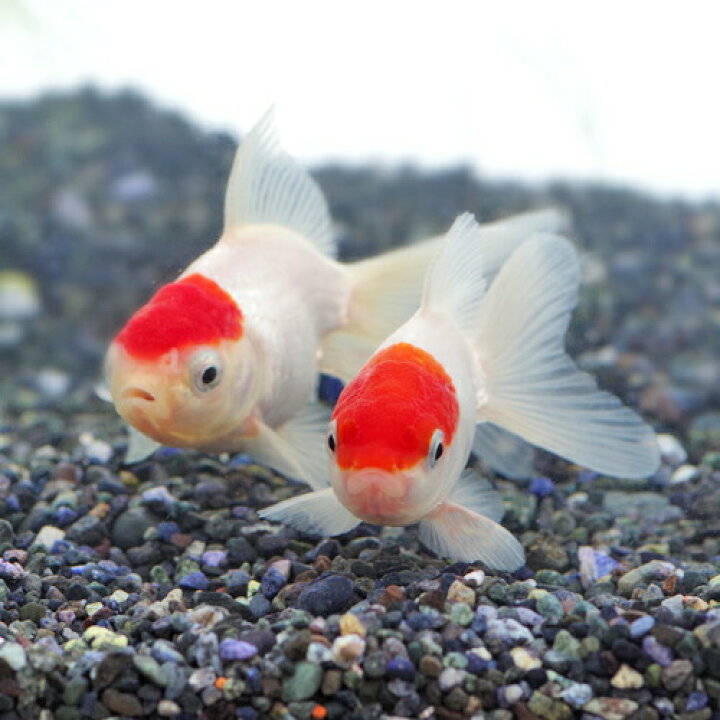 楽天市場 金魚 生体 丹頂 約5 7cm ３匹 水槽 熱帯魚 観賞魚 飼育 生体 通販 販売 アクアリウム あくありうむ 小型 再入荷 ネオス 楽天市場店