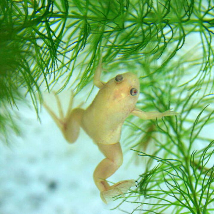 楽天市場 両生類 アルビノアフリカツメガエル 約３ ４ｃｍ ５０匹 水槽 熱帯魚 観賞魚 飼育 生体 通販 販売 アクアリウム あくありうむ 小型 ネオス 楽天市場店