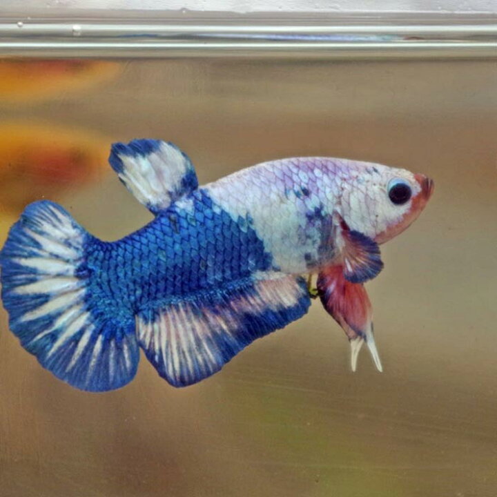 楽天市場 熱帯魚 ベタ ベタ ブルーパンダ １匹 ネオス 楽天市場店