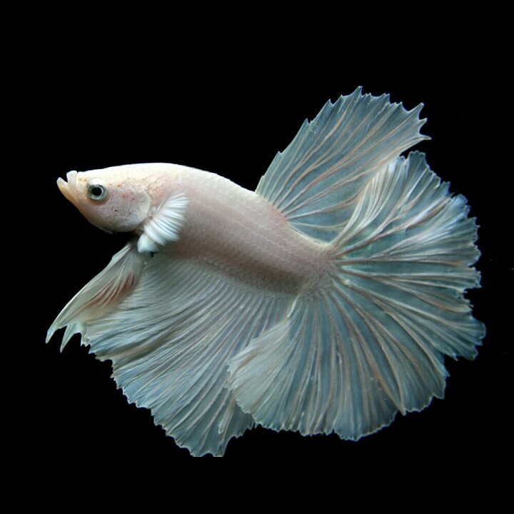 楽天市場 熱帯魚 生体 ベタ ハーフムーンシルクホワイト 約５ ６cm １匹 水槽 熱帯魚 観賞魚 飼育 生体 通販 販売 アクアリウム あくありうむ 小型 ネオス 楽天市場店