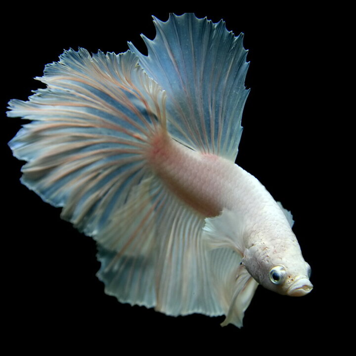楽天市場 熱帯魚 生体 ベタ ハーフムーンシルクホワイト 約５ ６cm １匹 水槽 熱帯魚 観賞魚 飼育 生体 通販 販売 アクアリウム あくありうむ 小型 ネオス 楽天市場店