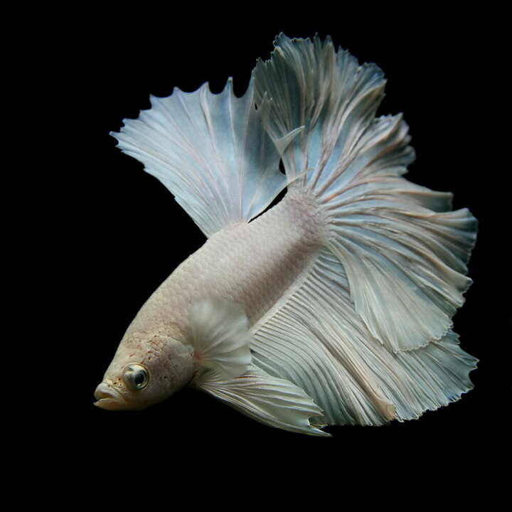 楽天市場 熱帯魚 生体 ベタ ハーフムーンシルクホワイト 約５ ６cm １匹 水槽 熱帯魚 観賞魚 飼育 生体 通販 販売 アクアリウム あくありうむ 小型 ネオス 楽天市場店