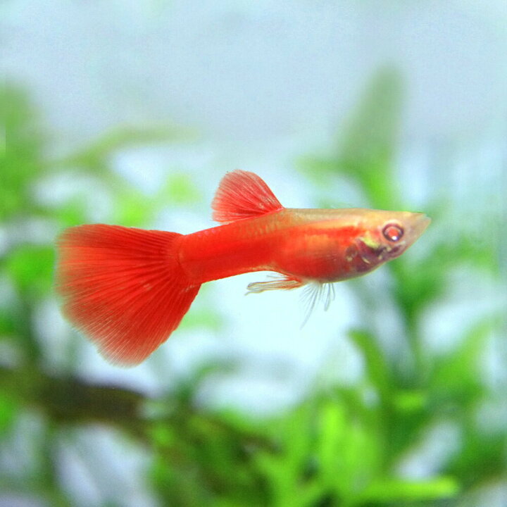 楽天市場 熱帯魚 生体 Rreaフルレッドグッピー 国産 約３cm １ペア 美しい熱帯魚 水槽 熱帯魚 観賞魚 飼育 生体 通販 販売 アクアリウム あくありうむ 小型 ネオス 楽天市場店