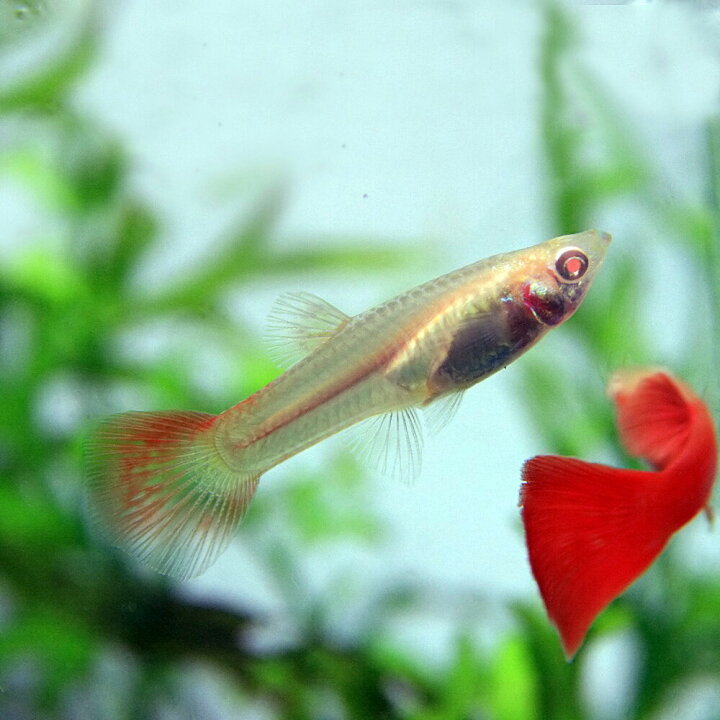 安い購入 熱帯魚 グッピー 国産rreaフルレッドグッピー アダルトサイズ 3ペア Recantosolasol Com Br