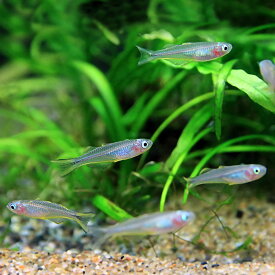 楽天市場 チャーム 熱帯魚 ポポの通販 楽天市場 チャーム 熱帯魚 ポポの通販