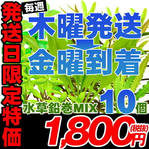 ()ؗjo׌ijƂȂ܂j܂@MIXi~bNXj@i5ȏ@10j@yؗjo׌z