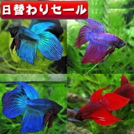 楽天市場 熱帯魚 ベタの通販