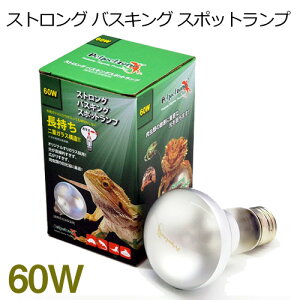 [XC@XgO oXLO X|bgv@60W@y񏤕izy/Mы/Ϗ܋/zýzyʔ/̔zyANAE/肤ށzy^z