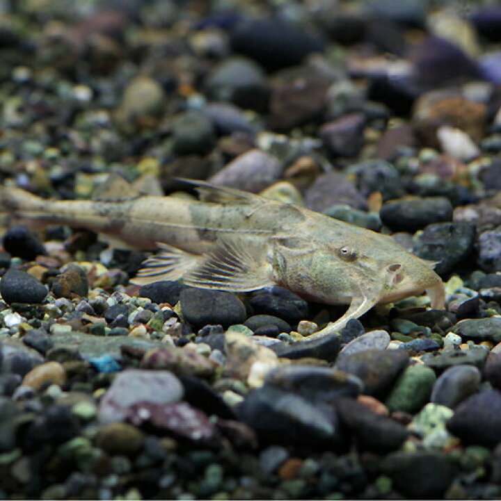 楽天市場】(熱帯魚 生体)バガリウス ヤレリー （約20cm）（1匹 