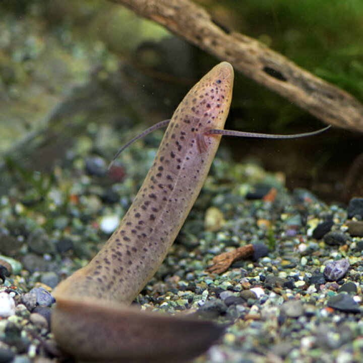 楽天市場】(熱帯魚 生体)プロトプテルス ドロイ（約15cm前後）（1匹 