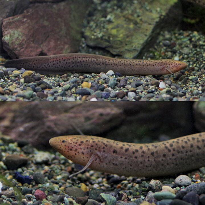 楽天市場】(熱帯魚 生体)プロトプテルス ドロイ（約15cm前後）（1匹  