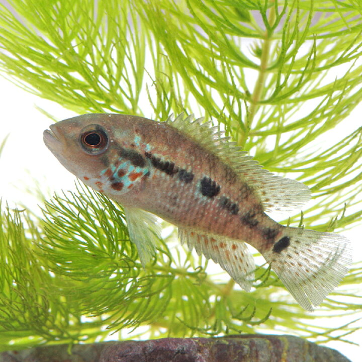 楽天市場】(熱帯魚 生体)シクラソマ モタグエンセ レッドタイガー （約 