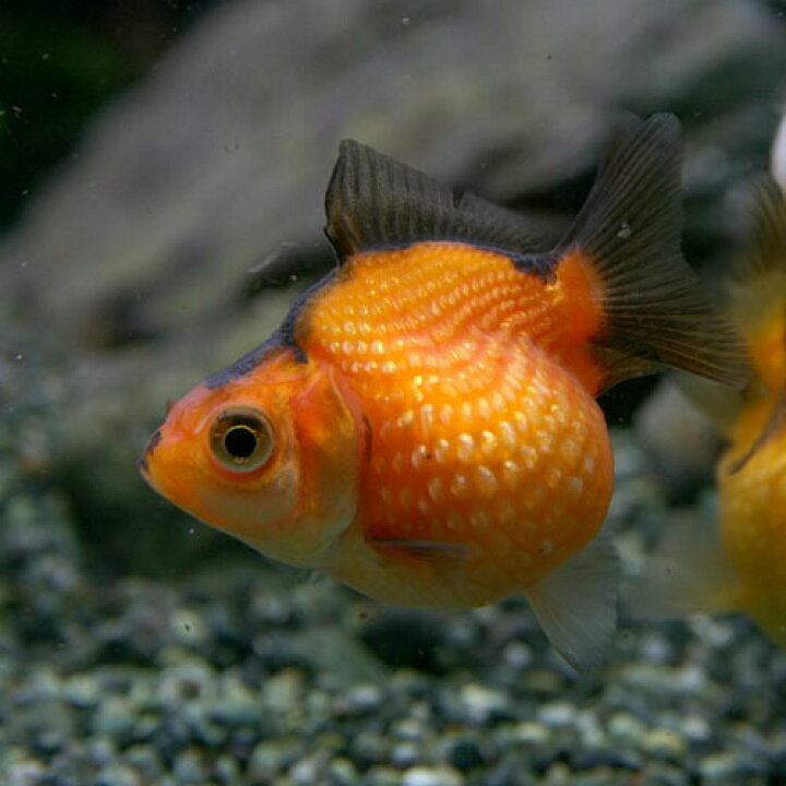 楽天市場 金魚 生体 タイガーピンポンパール 約４cm １匹 水槽 熱帯魚 観賞魚 飼育 生体 通販 販売 アクアリウム あくありうむ 小型 ネオス 楽天市場店