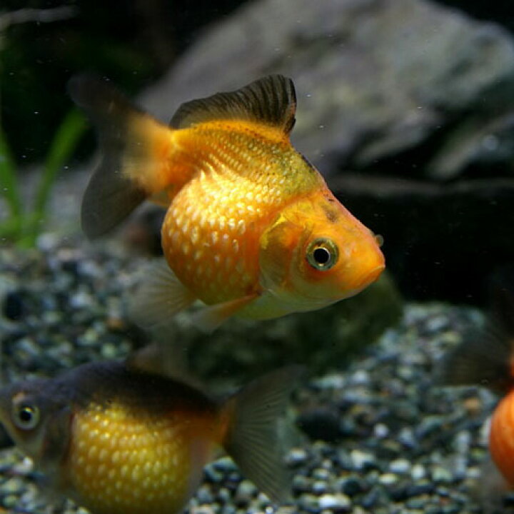 楽天市場 金魚 生体 タイガーピンポンパール 約4cm 1匹 水槽 熱帯魚 観賞魚 飼育 生体 通販 販売 アクアリウム あくありうむ 小型 ネオス 楽天市場店 楽天市場 金魚 生体 タイガーピンポンパール 約4cm 1匹 水槽 熱帯魚 観賞魚 飼育 生体 通販 販売 アクアリウム あくありうむ 小型 ネオス 楽天市場店