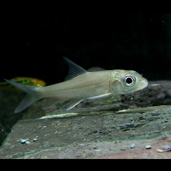 楽天市場】(熱帯魚 生体)カンボジアタイガーバルブ（カンボジア産 