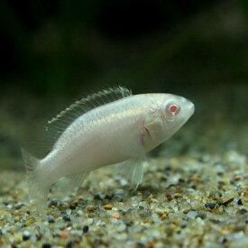 楽天市場 アルビノ 熱帯魚 アクアリウム ペット ペットグッズ の通販 楽天市場 アルビノ 熱帯魚 アクアリウム ペット ペットグッズ の通販