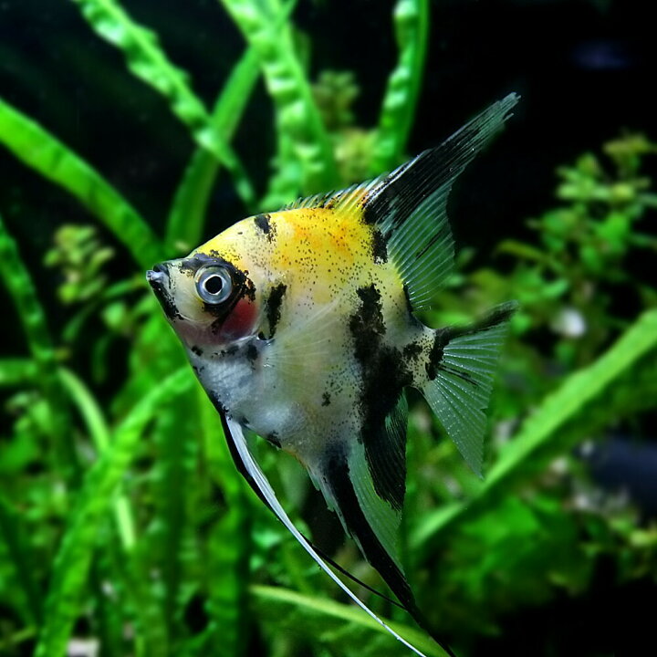 楽天市場 熱帯魚 生体 ギニアンズコイエンゼル 約５cm １匹 水槽 熱帯魚 観賞魚 飼育 生体 通販 販売 アクアリウム あくありうむ 小型 ネオス 楽天市場店