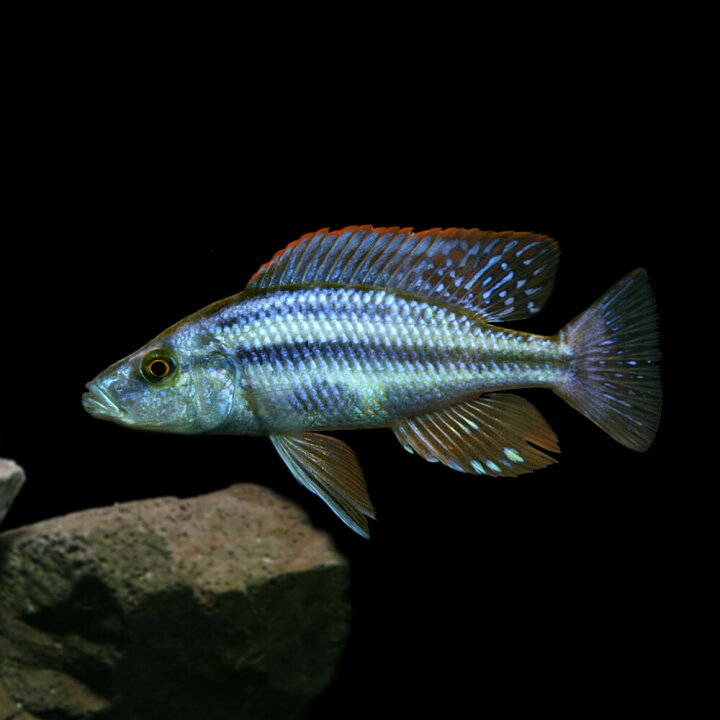 楽天市場】(熱帯魚 生体)ディミディオクロミス コンプレシケプス （約 