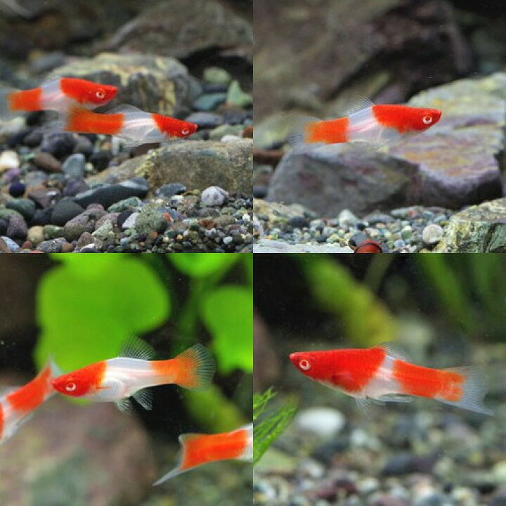 楽天市場 熱帯魚 生体 アルビノ紅白ソードテール 約３ ４cm １匹 水槽 熱帯魚 観賞魚 飼育 生体 通販 販売 アクアリウム あくありうむ 小型 ネオス 楽天市場店