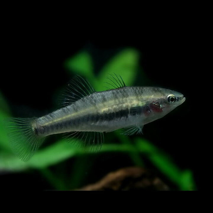 楽天市場 熱帯魚 生体 タイワンタナゴモドキ 約４ ６cm １匹 水槽 熱帯魚 観賞魚 飼育 生体 通販 販売 アクアリウム あくありうむ 小型 ネオス 楽天市場店