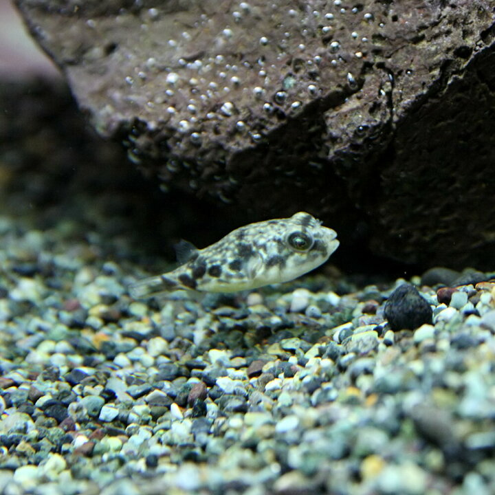 楽天市場 熱帯魚 生体 テトラオドン ファハカ 約2cm 1匹 水槽 熱帯魚 観賞魚 飼育 生体 通販 販売 アクアリウム あくありうむ 小型 ネオス 楽天市場店 楽天市場 熱帯魚 生体 テトラオドン ファハカ 約2cm 1匹 水槽 熱帯魚 観賞魚 飼育 生体 通販 販売 アクアリウム あくありうむ 小型 ネオス 楽天市場店