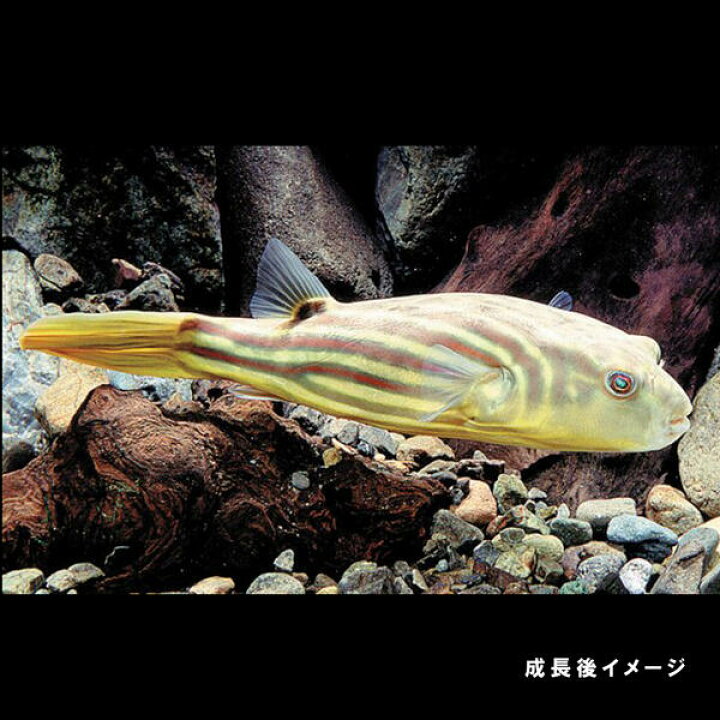 楽天市場 熱帯魚 生体 テトラオドン ファハカ 約２cm １匹 水槽 熱帯魚 観賞魚 飼育 生体 通販 販売 アクアリウム あくありうむ 小型 ネオス 楽天市場店
