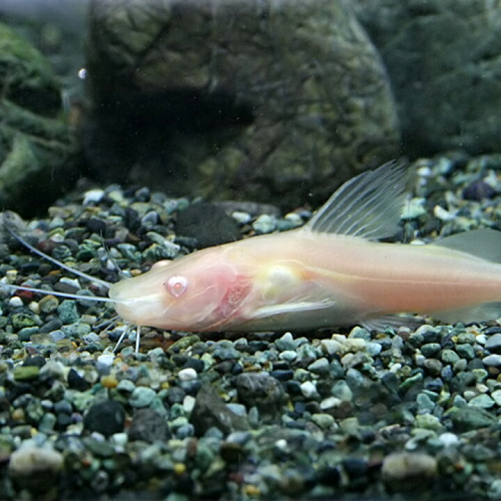 楽天市場 熱帯魚 生体 アルビノミスタス 約５cm １匹 水槽 熱帯魚 観賞魚 飼育 生体 通販 販売 アクアリウム あくありうむ 小型 ネオス 楽天市場店