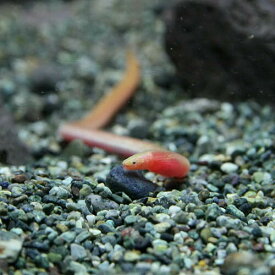 楽天市場 ウナギ 熱帯魚 アクアリウム ペット ペットグッズ の通販