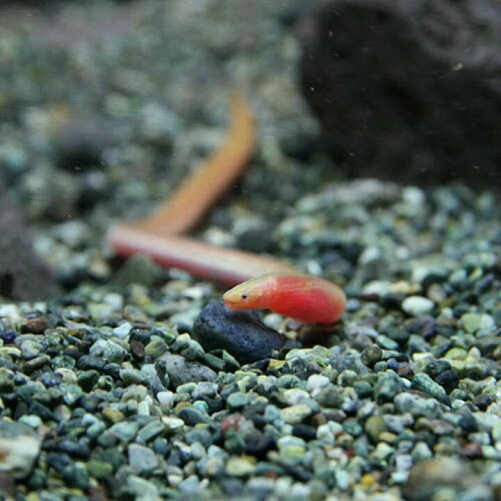 楽天市場 熱帯魚 生体 インドピンクウナギ １５ ２０cm １匹 水槽 熱帯魚 観賞魚 飼育 生体 通販 販売 アクアリウム あくありうむ 小型 ネオス 楽天市場店