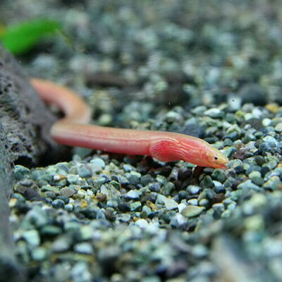 水槽熱帯魚▼インドピンクウナギ(約12cm)<1匹>