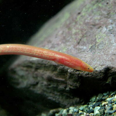 水槽熱帯魚▼インドピンクウナギ(約12cm)<1匹>