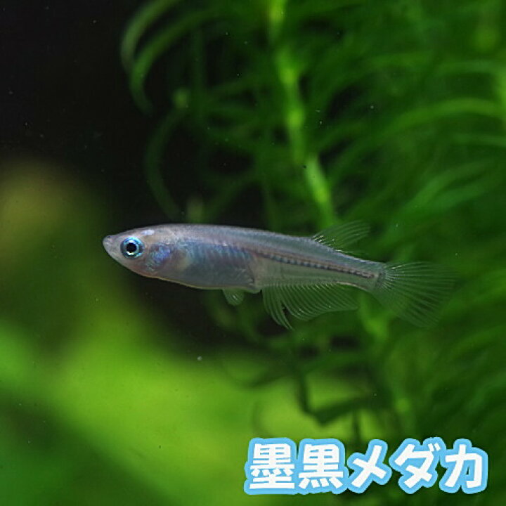 楽天市場 今だけ エサ用ミジンコ付 めだか 墨黒メダカ １匹 水槽 熱帯魚 観賞魚 飼育 生体 通販 販売 アクアリウム あくありうむ 小型 ネオス 楽天市場店