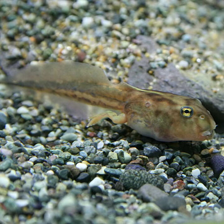 両生類 アルビノアフリカツメガエル 約3 4cm 100匹 両生類 アルビノアフリカツメガエル 約3 4cm 100匹