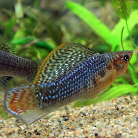 (熱帯魚 生体)グリーンセルフィンモーリー　（約5cm）（1ペア）【水槽/熱帯魚/観賞魚/飼育】【生体】【通販/販売】【アクアリウム/あくありうむ】【小型】