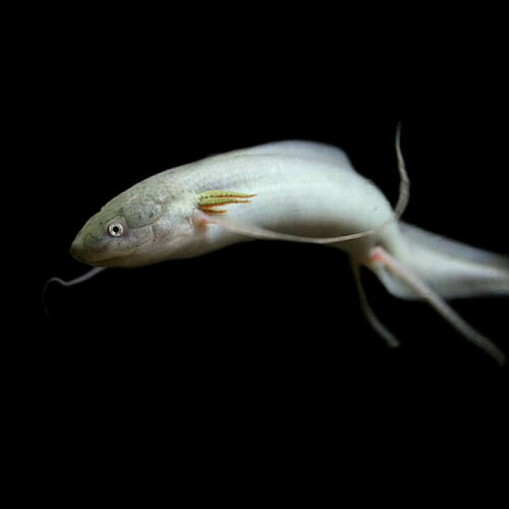 楽天市場】(熱帯魚 生体)プロトプテルス アンフィビウス （約5-10cm 