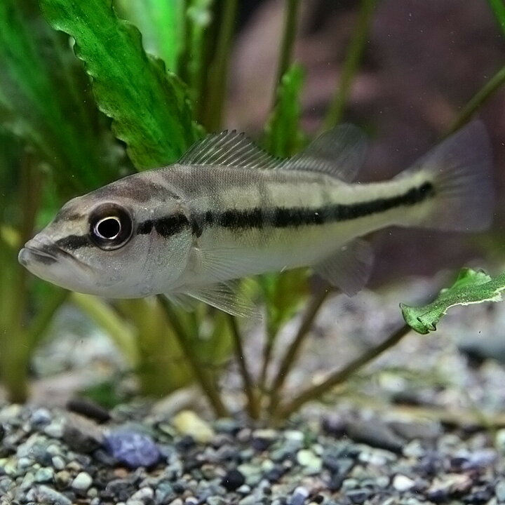 楽天市場】(熱帯魚 生体)コロンビア産 キクラ オセラリス （約4-5cm 
