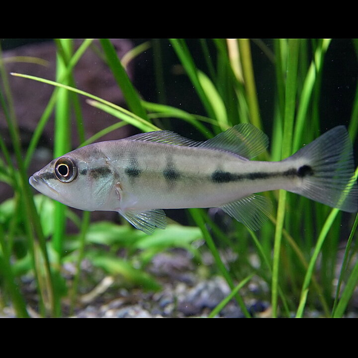 楽天市場】(熱帯魚 生体)コロンビア産 キクラ オセラリス （約4-5cm 