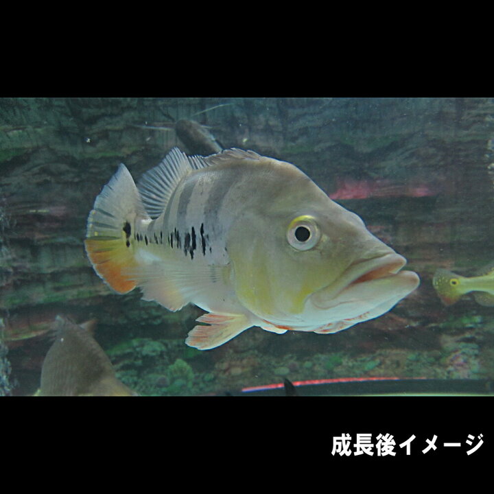 楽天市場】(熱帯魚 生体)コロンビア産 キクラ オセラリス （約4-5cm 