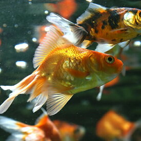 楽天市場 金魚 10匹の通販 楽天市場 金魚 10匹の通販