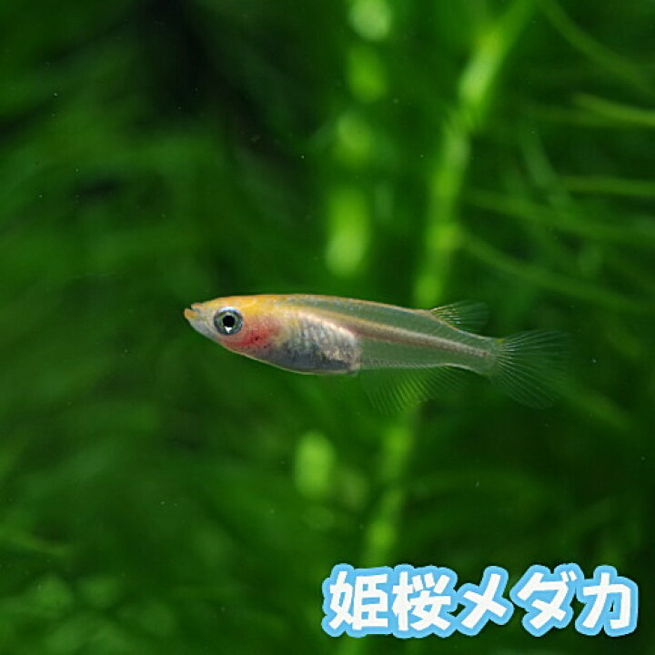 楽天市場 日淡 姫桜メダカ １匹 水槽 熱帯魚 観賞魚 飼育 生体 通販 販売 アクアリウム あくありうむ 小型 ネオス 楽天市場店