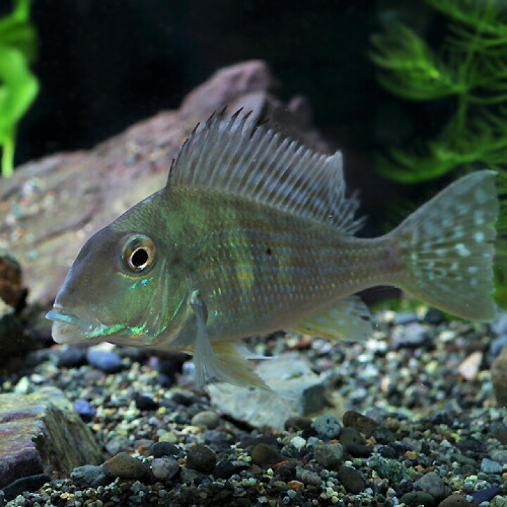 楽天市場】(熱帯魚 生体)レッドジュルパリ(ゲオファーガス 