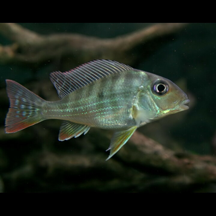 楽天市場】(熱帯魚 生体)レッドジュルパリ(ゲオファーガス 