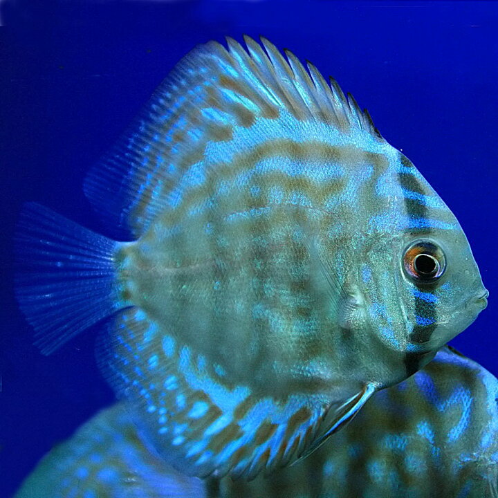 楽天市場】(熱帯魚 生体)スーパーブリリアントターコイズディスカス 