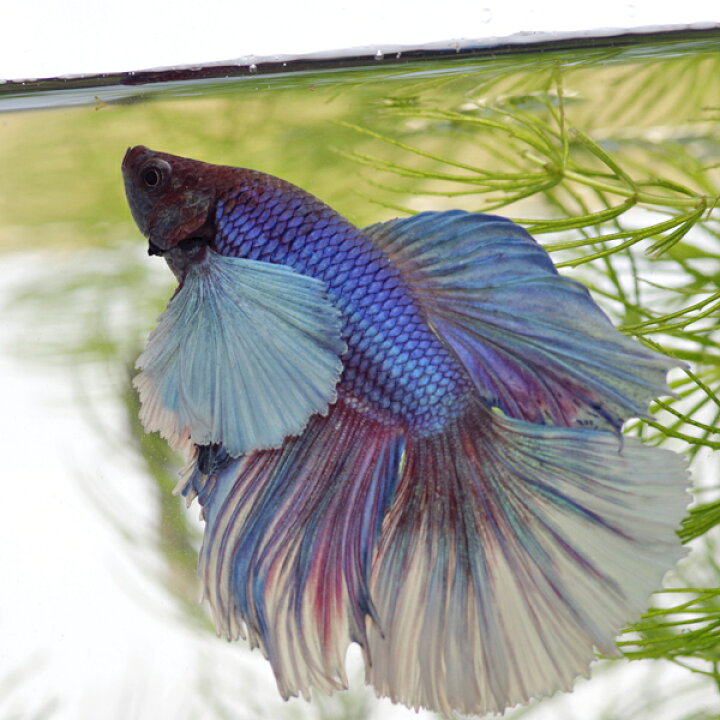 楽天市場 熱帯魚 生体 ハーフムーン ダンボベタ エレファント イヤー おまかせ個体 1匹 水槽 熱帯魚 観賞魚 飼育 生体 通販 販売 アクアリウム あくありうむ 小型 ネオス 楽天市場店 楽天市場 熱帯魚 生体 ハーフムーン ダンボベタ エレファント イヤー おまかせ個体 1匹 水槽 熱帯魚 観賞魚 飼育 生体 通販 販売 アクアリウム あくありうむ 小型 ネオス 楽天市場店