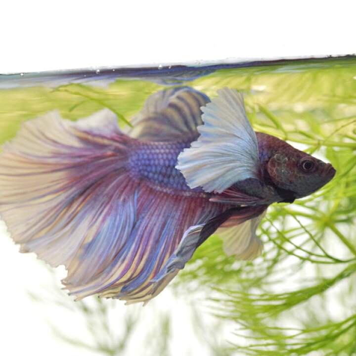 楽天市場 熱帯魚 生体 ハーフムーン ダンボベタ エレファント イヤー おまかせ個体 １匹 水槽 熱帯魚 観賞魚 飼育 生体 通販 販売 アクアリウム あくありうむ 小型 ネオス 楽天市場店