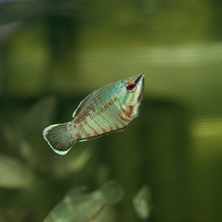 楽天市場 熱帯魚 生体 バイランティチョコレートグラミー 約３cm １匹 水槽 熱帯魚 観賞魚 飼育 生体 通販 販売 アクアリウム あくありうむ 小型 ネオス 楽天市場店