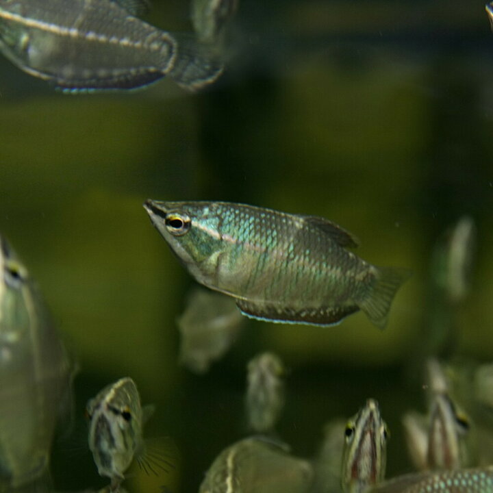 楽天市場 熱帯魚 生体 バイランティチョコレートグラミー 約３cm １匹 水槽 熱帯魚 観賞魚 飼育 生体 通販 販売 アクアリウム あくありうむ 小型 ネオス 楽天市場店